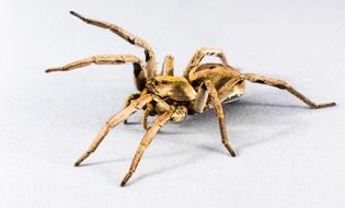 isolated spider on the white background