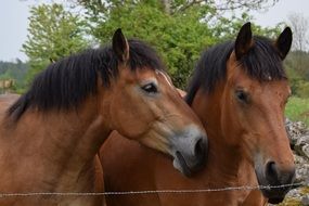 two bay Horses stay Together outdoor