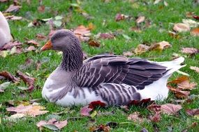 beautiful goose on the autumn lawn
