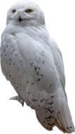 Snow owl in winter