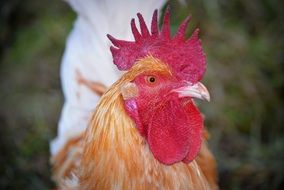portrait of a red cock