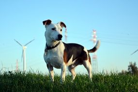 Jack Russel Terrier dog