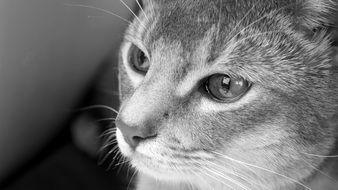 Abyssinian Cat, Black And White head portrait