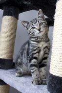 sweet grey tabby cat