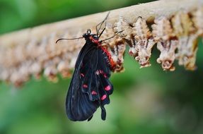 black red butterfly close-up on blurred background