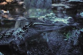 crocodile in water close-up