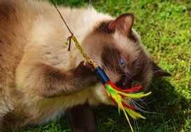 british shorthair thoroughbred cat playing with a toy