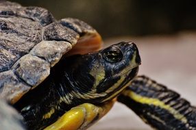 close-up photo of a tortoise