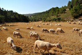 sheep flock on pasture