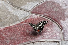 butterfly on the pavement close-up