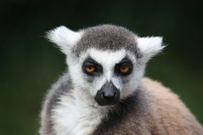 Ring-tailed lemur face at green background