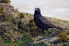 Black bird crow on the hill