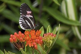 Black Butterfly on red blooms