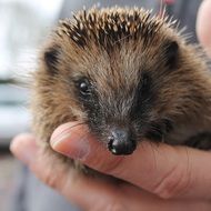delectable Hedgehog