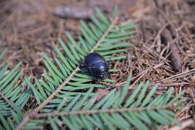 bug is crawling on the ground