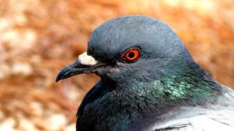 pigeon head at brown background