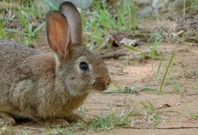 brownnfarm rabbit