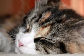 sleeping young kitten
