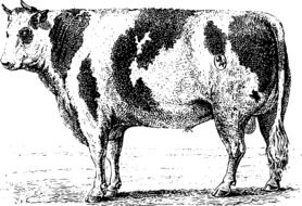 black and white drawing of a spotted cow