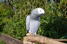 gray parrot in the park