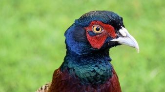 Beautiful Colorful bird in Scotland