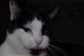 Fluffy Cat