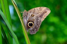 charming Owl Butterfly