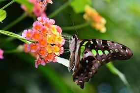 closeup picture of sitting butterfly on a plant