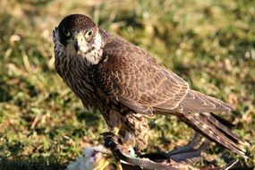 falcon with killed bird looks straight