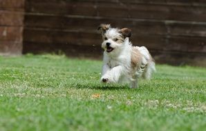 running small hybrid dog