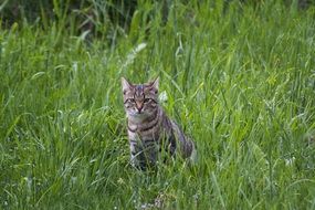 gray tabby cat on a green meadow