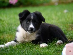 Border collie on grass
