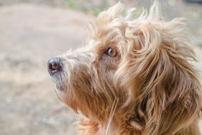 fluffy poodle with brown eyes