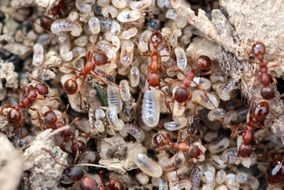 mess of ted garden ants