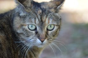 Kitty looking at camera
