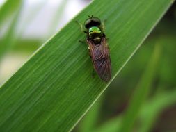 a fly sits on a green leaf