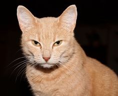 Portrait of the beautiful cute colorful cat