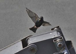 black and white photo of a starling flying over the house