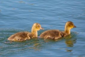 two fluffy ducklings in the lake