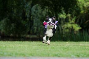 running border collie with a toy