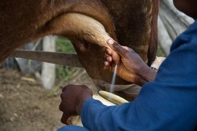 cow milking
