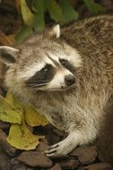 picture of the Raccoon in the zoo