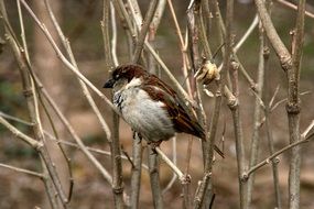 Sparrow bird sitting on branch