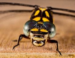 Dragonfly Insect portrait macro view