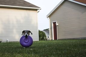 Frisbee in the dog's mouth