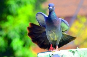 blue dove with red paws close-up on blurred background