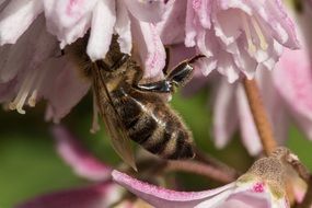 bee pollinating pink flower