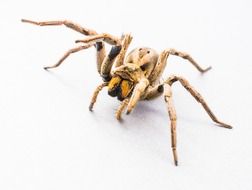Spider Arachnid Insect isolated
