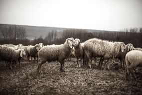 flock of sheep in black and white background