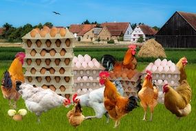 rural chicken farm